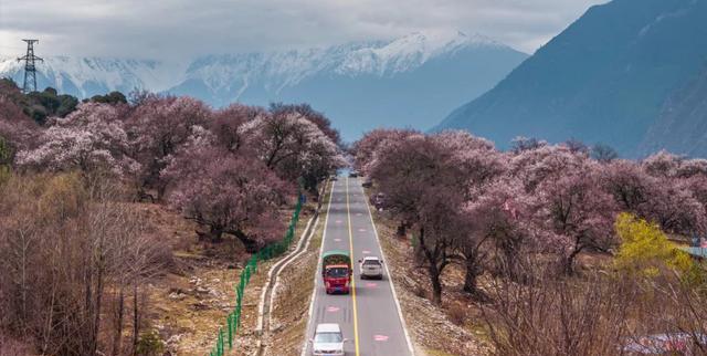 桃花掩映的公路